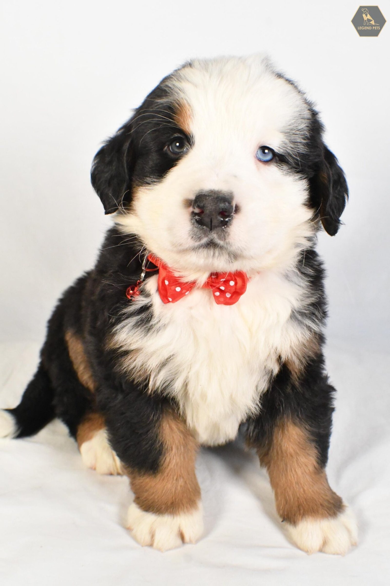 McKinnon is a great male Bernese Mountain Dog at Country Farm Doodles