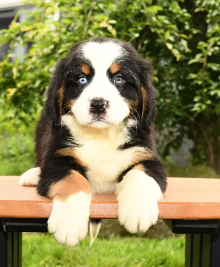 Bernese Mountain Dog